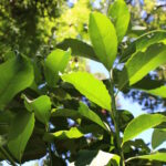 Suba del dólar: ¿Cómo  impacta en la venta de automóviles?