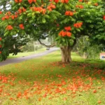 Bencivenga reclama a Servicios Urbanos la falta de QR y la no emisión de Sube