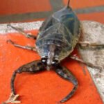 Banco Macro invita a pensar en grande, con Scaloni y Aimar