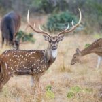 En Operativo de Seguridad, fue detenido un hombre buscado por tentativa de robo