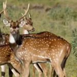 Mamografías anuales: la clave para detectar el cáncer de mama a tiempo