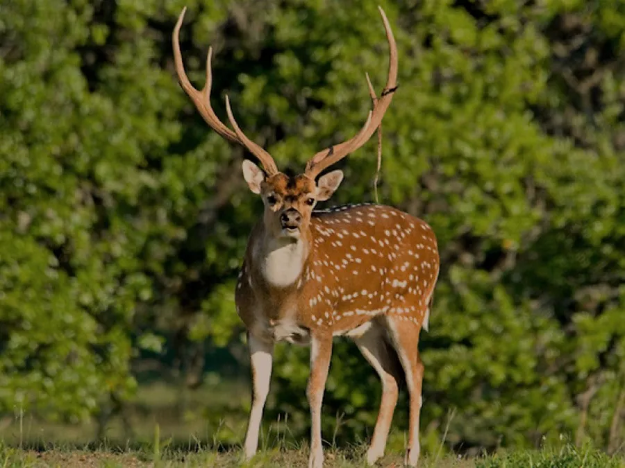 Cazadores deportivos piden permiso para poder matar ciervos axis