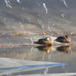 La UCP realizará un test para medir la inteligencia cognitiva