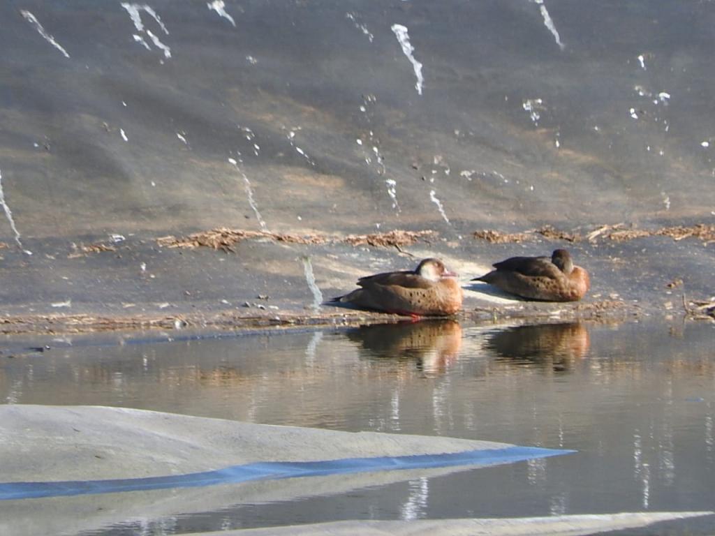 El IPRODHA y asociados trabajan para restaurar el ambiente en rellenos sanitarios