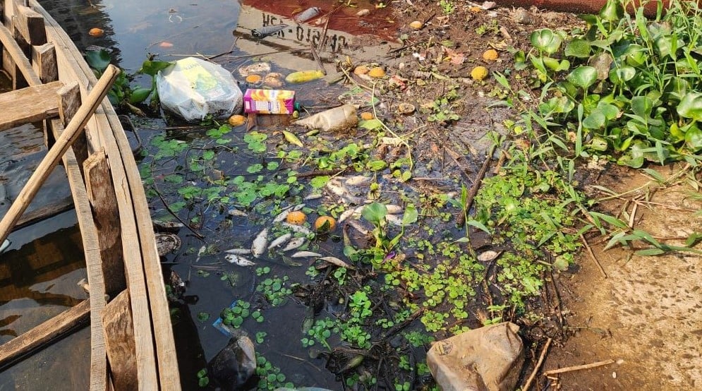 Peces muertos en el rio Paraná causan preocupación, investigan la razón