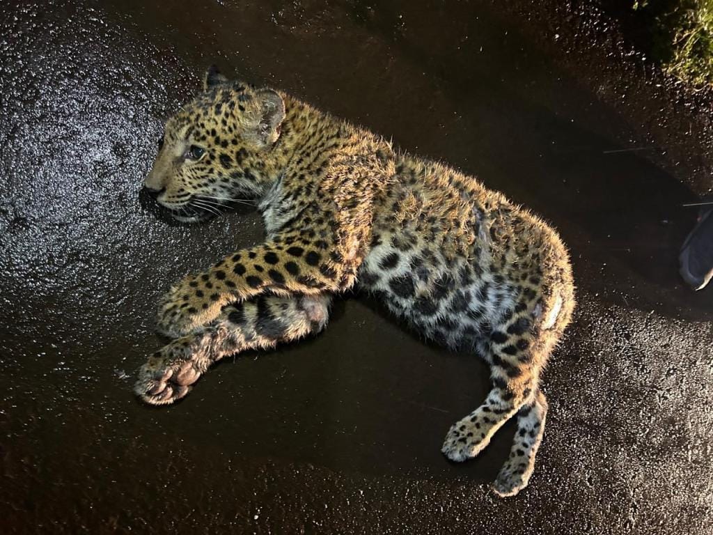 Recompensa de 2 millones de pesos para esclarecer la muerte de la bebé yaguareté