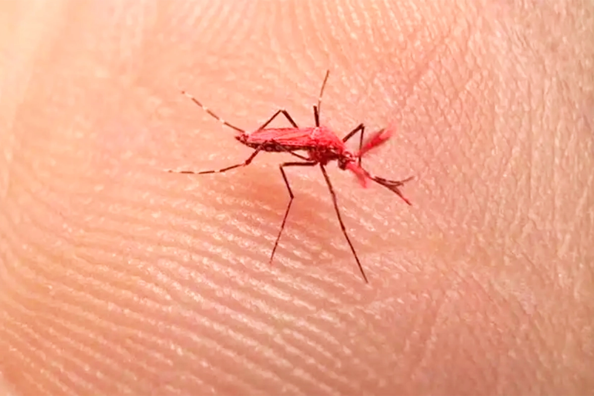 Los mosquitos estériles evitarian la fecundación de transmisores del dengue