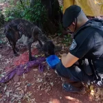 Barrio San Jorge: vecinos preocupados por incendios en un predio