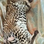 Alerta por maltrato animal: otro equino abandonado apareció en la Ruta 12