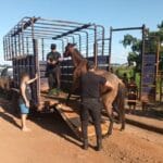 Hallan muerto a un gato onza en el Paraje Itatí y abren una investigación